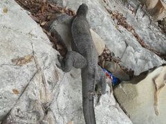 android_upload_pic-东姑阿都拉曼海洋公园