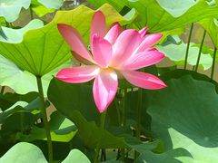 -陈家山荷花公园