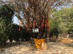 -瑞丽独树成林风景区