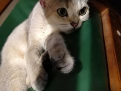 -猫色咖啡·猫咖