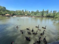 -溱湖国家湿地公园