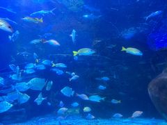 -太平洋海底世界