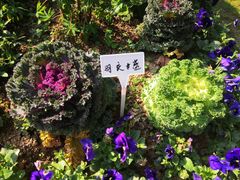 -东莞植物园