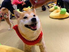 -逗柴咖啡屋·狗咖猫咖宠物桌游