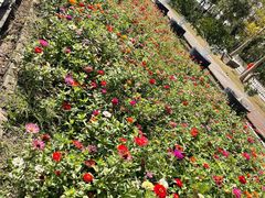 -前小桔亲子创意农场·草莓采摘·露营烧烤