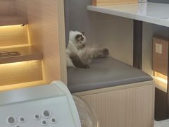 -喵园·猫主题咖啡厅·撸猫·猫咖(国贸店)