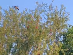 -人民公园(罗湖区)