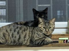 -天使宠物医院·犬猫分诊(彩虹店)