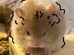 -龍歌自助小火锅(城阳万象汇店)