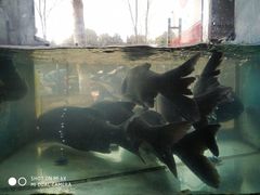 -全乐鱼馆·淳牌有机鱼直营店