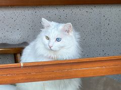 -有猫主题·治愈系猫咖(曾厝垵店)