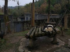 -都江堰中华大熊猫苑