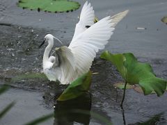 -新江湾城公园