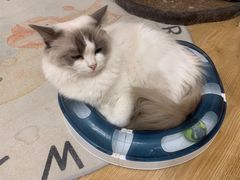 -有喵·猫咖·狗咖·30几只猫10只小狗(岗厦店)