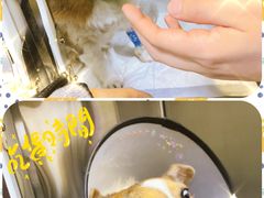 -美联众合动物医院·24h转诊中心