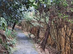 -南山植物园