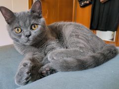 -关爱宠物医院·猫科中心·消化科(滨湖万达分院)