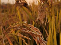 -东梓关景区村庄