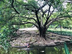 -晓港公园