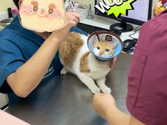 -爱诺耐芙动物医院(万博店)