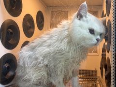 -老吴的猫·猫舍(新区店)