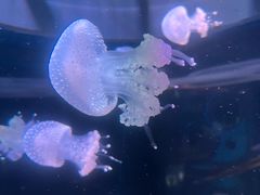-欢乐海岸海洋奇梦馆
