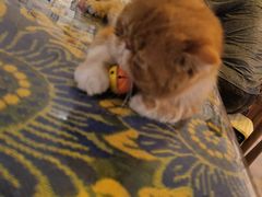 -平行世界·猫咖(首经贸店)