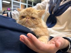 -Heymao猫咖.咖啡厅(东门店)