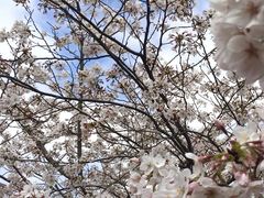 -高东镇樱花园