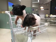 -怪兽屋·羊驼·猫咖·狗咖(俊华广场店)