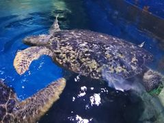 -烟台海昌鲸鲨海洋公园