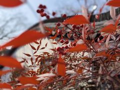 -绮园景区