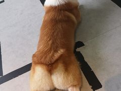 -汪说·狗咖(旺城大厦店)
