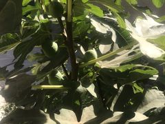 -泰华博悦大酒店