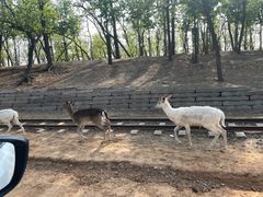 -秦皇岛野生动物园