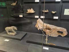 -北京周口店北京人遗址博物馆