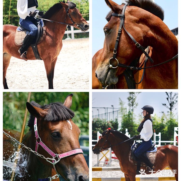 崇明十二时辰🌟在金茂体验🐎背上的快意｜魔都周边旅游攻略📝