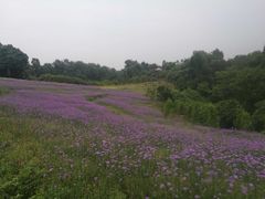 -保利石象湖景区