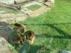 -大连森林动物园