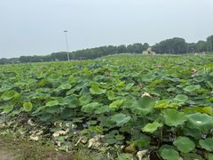 -嘉北郊野公园