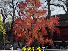 -回龙观体育文化公园