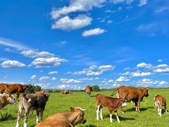 -塞罕坝国家级自然保护区