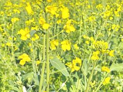 -光明小镇欢乐田园