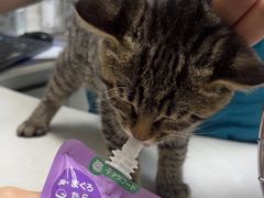 -中农国际动物医院24小时·猫科·骨科·急重症中心