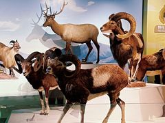 -陕西自然博物馆