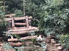 景点-成都大熊猫繁育研究基地
