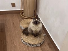 -楼上猫咖(罗湖店)