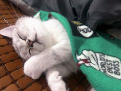 -博特宠物医院24h犬猫全科.骨科·异宠