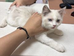 -瑞鹏宠物医院·超声·骨科·奇麟分院(蜀都万达店)