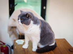 -猫小院猫主题餐厅(南锣旗舰店)